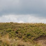 Mucche al pascolo (foto A.M. Bruno)