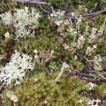 Comunità di licheni | Foto Archivio progetto Life Drylands