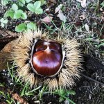 La 'castagna granda' | Foto C. G. di Trana 