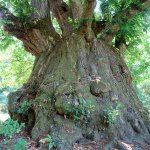 Castagno secolare | Foto C. G. di Trana 