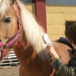 L'importanza del contatto con l'animale 
