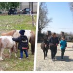 A sinistra, il veterinario di Cascina Vittoria, dottor Vaccarino; a destra, Erica Poma con alcuni pazienti in terapia assistita