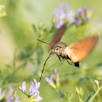 Falena colibrì (Macroglossum stellatarum) | Foto R. Pegolo 