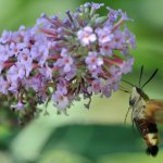 Hemaris fuciformis | Foto R. Pegolo 
