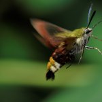 Hemaris fuciformis | Foto R. Pegolo