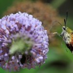Hemaris fuciformis | Foto R. Pegolo 