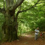 Il faggio più grande del Bosco bandito