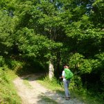 Strada dell'itinerario tra i faggi