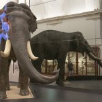 L'elefante Fritz, quello vero, tassidermizzato | Foto R. Valterza 