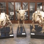 L'esposizione osteologica che illustra i principali adattamenti evolutivi dell'apparato scheletrico al tipo di movimento | Foto R. Valterza 