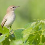 Usignolo d’Africa (cercotrichas galactotes sp.) - Alzacola rojizo in spagnolo | SEO/BirdLife