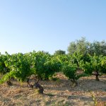 Vigneto 'de secano' a Doñana | SEO/BirdLife