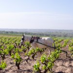 Vigneto 'de secano' a Doñana | SEO/BirdLife