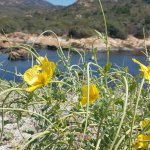 Vegetazione tipica delle dune, Glaucium Flavum (foto R. Amelotti)