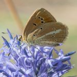 Polyommatus exuberans | Foto F. Borgogno 