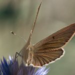 Polyommatus exuberans | Foto F. Borgogno 
