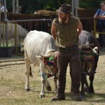 Vacche cabannine aggiogate, Azienda di Emanuele Capra (foto R. Sciutto)