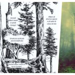 Fig 2 - Principali caratteristiche strutturali delle foreste vetuste. Tratto da EIFERT 2000, modificato.
