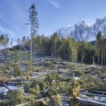 Fig 1 - Foresta Demaniale di Carezza (BZ). Schianti da vento, tempesta Vaia Ottobre 2018. Gli schianti da vento, ed altri disturbi naturali come il fuoco, provocano dei danni economici e sono degli importanti fattori di rischio per la popolazione ma,