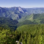 Fig 3 - Foresta di Perućica, Parco nazionale Sutjeska (Bosnia-Erzegovina). Nelle foreste temperate europee le foreste vetuste sono molto rare. Se consideriamo piccole Riserve (fino ad una estensione di alcune decine di ha) in Europa centro-orientale 