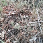 Ginestra | Foto D. Tinti