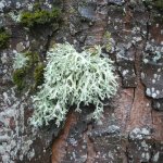 Licheneus neabarbata (foto L. Giunti)