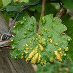 Foglia di una pianta di vite infestata - foto presa da Pixabay