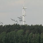 Grus grus in Rotes Luch Märkische Schweiz | Fonte Wikimedia
