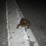 Rospi che attraversano la strada | Fonte Wikimedia