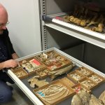 Piero Damarco mentre osserva un particolare esemplare di Delfinide.