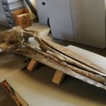 Il cranio della balenottera di Montafia (Plesiocetus cortesii) del 1874. 