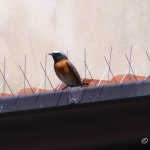 Codirosso comune (foto T. Renzulli, Torino)