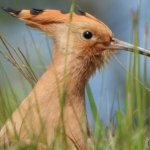 Upupa ad Angrogna (Foto E. Giacone)