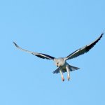 Nibbio bianco | F. Lorenzini 