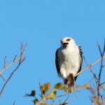 Nibbio bianco | F. Lorenzini 