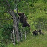 Foto M. Milo Archivio PNALM