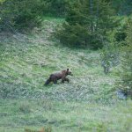 Foto V. Mastrella Archivio PNALM