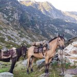 I due cavalli Tcigheré e Custode