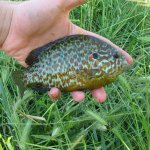 Pesce Persico sole - Lepomis gibbosus foto di Sirtalis