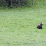 Piccoli di orso bruno marsicano | Foto V. Mastrella