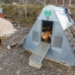 Un pollaio anti-orso | PgC Ente parco 