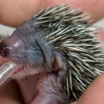 Riccio alimentato con siringa - Foto archivio La Ninna