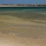 Distesa salmastra a Culatra (foto L. Giunti)