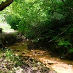 Vegetazione all'interno della riserva naturale  (foto A. Corrà)