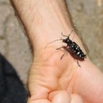 Esemplare di Anoplophora chinensis | Foto Settore Fitosanitario Regione Piemonte