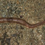 Verme piatto della Nuova Zelanda (Arthurdendryus triangulatus) foto di Rae's da WMC 