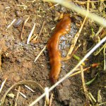 Verme Piatto Nungara (Obama Nungara) foto di Alan Demina Benadia 