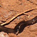 Verme piatto della Nuova Guinea (Platydemus manokwari) foto di Shinjin Sujura