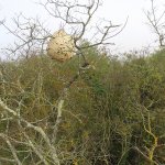 Nido di Vespa velutina | onsime