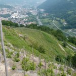  Panoramica dai terrazzamenti delle vigne recuperate dall’Amministrazione di Pomaretto verso lo sbocco della Valle Germanasca in Valle Chisone, con l’abitato di Perosa Argentina sullo sfondo.